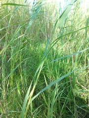 Phalaris caroliniana