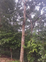 Swietenia macrophylla