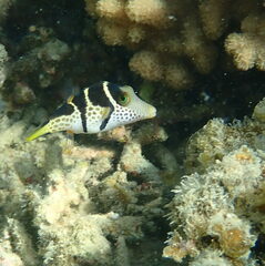 Canthigaster valentini