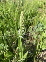 Platanthera dilatata leucostachys