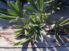 Lupinus arboreus