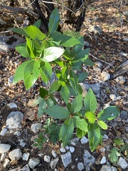 Frangula caroliniana