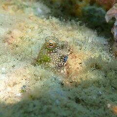 Salarias alboguttatus