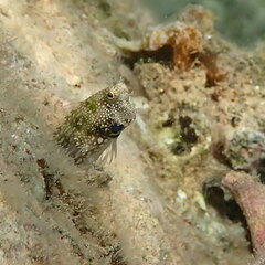 Salarias alboguttatus