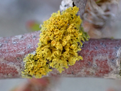 Polycauliona polycarpa