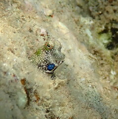Salarias alboguttatus