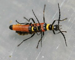 Chauliognathus imperialis