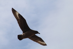 Stercorarius chilensis