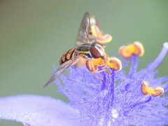 Toxomerus floralis