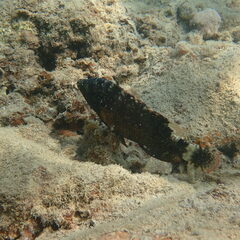 Cheilinus chlorourus