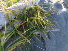Carex macrocephala