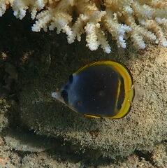 Chaetodon flavirostris