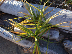 Carex macrocephala