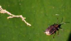 Galerucella nymphaeae