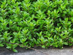 Alternanthera philoxeroides