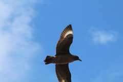 Stercorarius chilensis