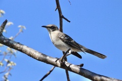 Mimus parvulus
