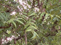 Azadirachta indica