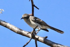 Mimus parvulus