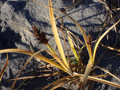 Carex macrocephala