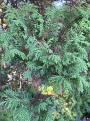Chamaecyparis