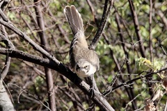 Mimus parvulus