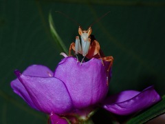 Hymenopus coronatus
