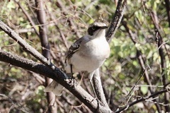 Mimus parvulus
