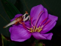 Hymenopus coronatus