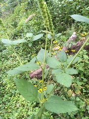 Agastache scrophulariifolia