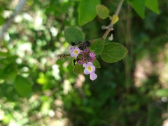 Lantana megapotamica
