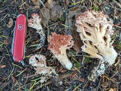 Ramaria botrytis