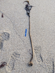 Laminaria setchellii