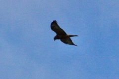 Buteo galapagoensis
