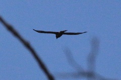 Buteo galapagoensis