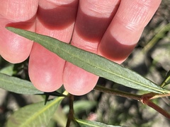 Persicaria hydropiperoides