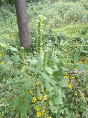 Agastache scrophulariifolia