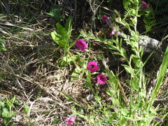 Petunia integrifolia