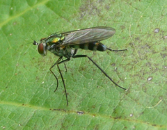 Plagioneurus univittatus
