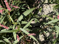 Persicaria hydropiperoides