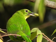 Chloropsis sonnerati