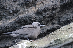 Anous stolidus galapagensis