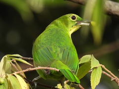Chloropsis sonnerati