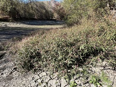 Persicaria hydropiperoides