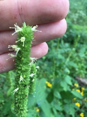 Agastache scrophulariifolia
