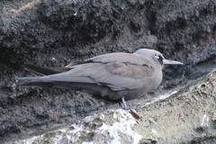 Anous stolidus galapagensis