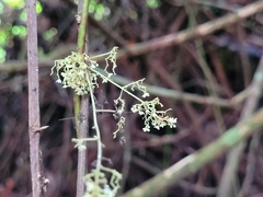 Cissampelos andromorpha