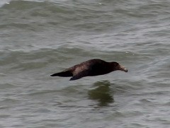 Macronectes giganteus