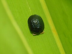 Hemisphaerota cyanea