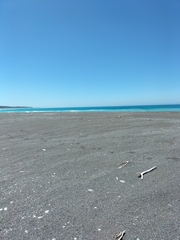 Charadrius bicinctus bicinctus